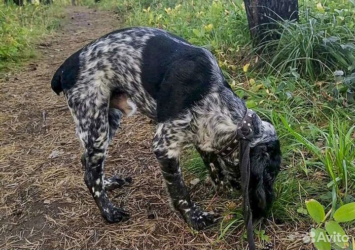 Лорд - русский охотничий спаниель-кастрат в дар