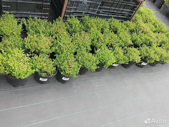 Спирея японская нана