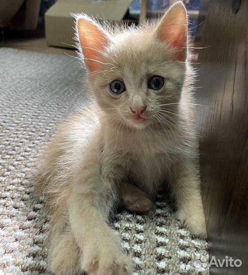 Котенок мальчик Табби