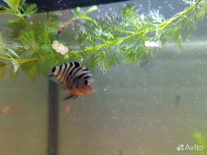 Цихлозома чернополосая