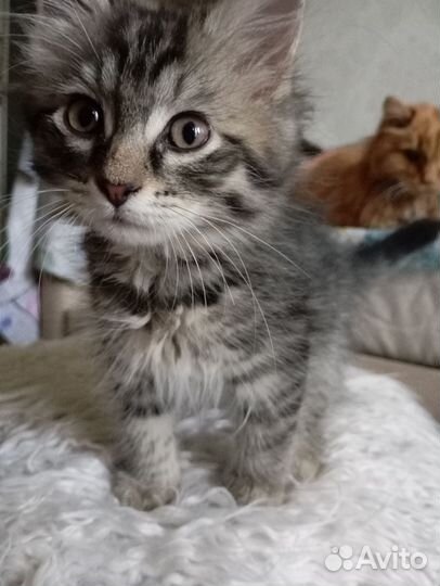 Кошечка 2 мес