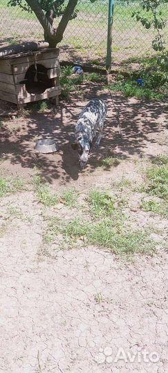 Долматинец