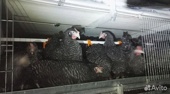 Куры несушки молодки