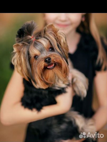 Йоркширский терьер