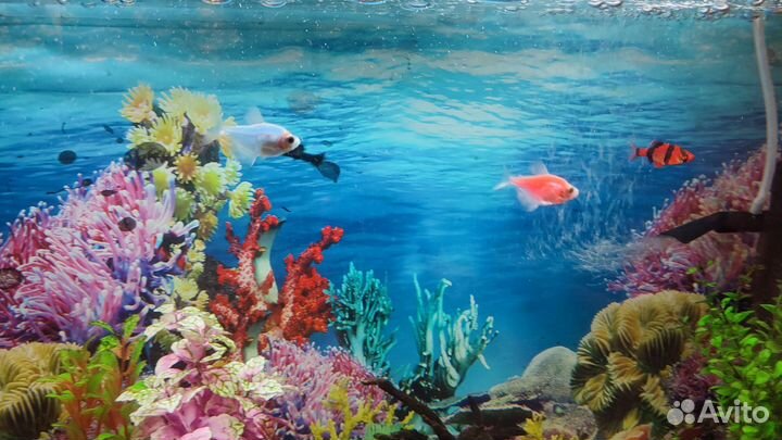 Аквариум
