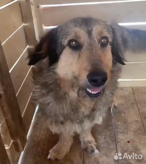 Собака мальчик