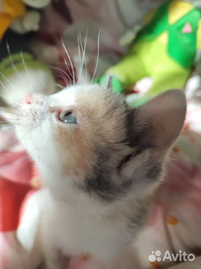 Кошка в дар бесплатно