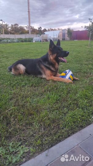 Вязка животных