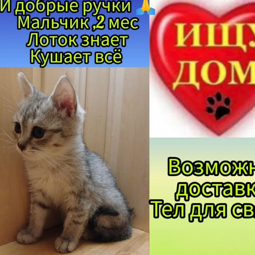 Котенок мальчик 2 месяца