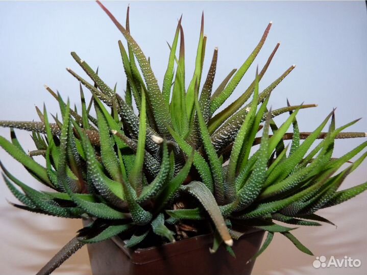 Кактусы и суккуленты