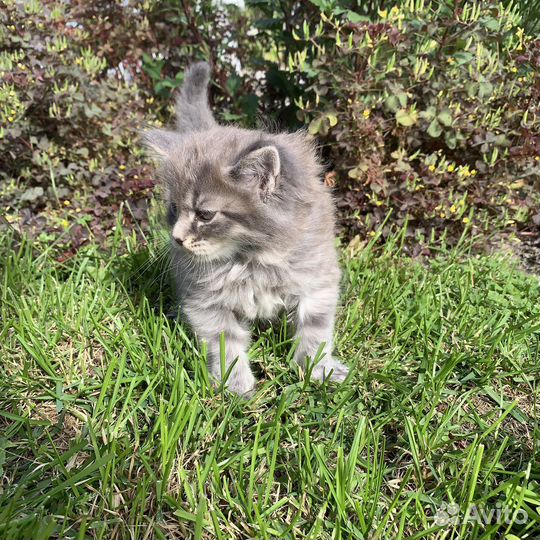 Котята мейн-кун