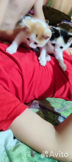 Отдам бесплатно