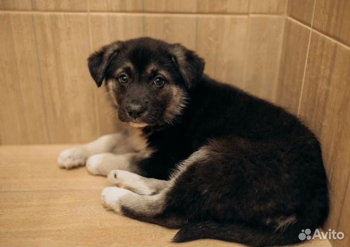 Щенки 2 месяца