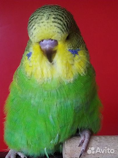 Птенцы породы Выставочный волнистый попугай