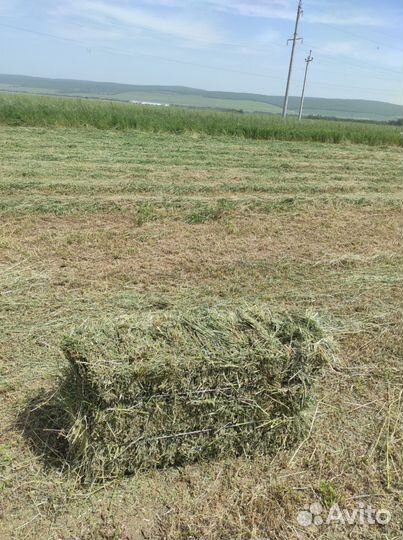 Сено люцерны в тюках