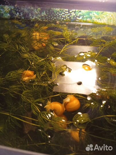 Улитки Ампулярии