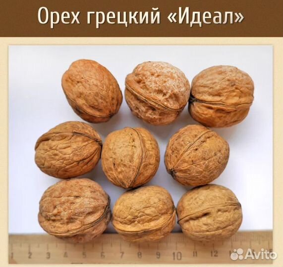 Грецкий орех 