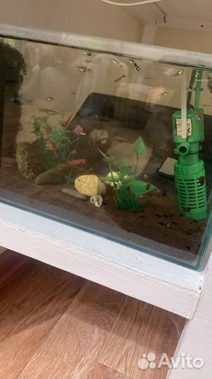 Гуппи мальки