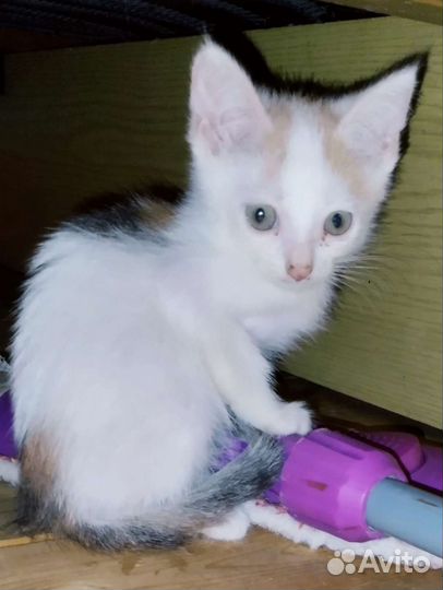 Кисуля Зайка