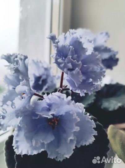 Фиалка Эльфийский сад (лист)