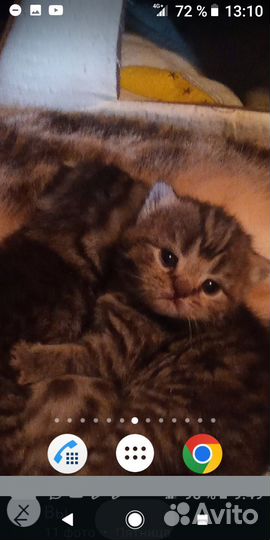 Шотландские мраморные котята