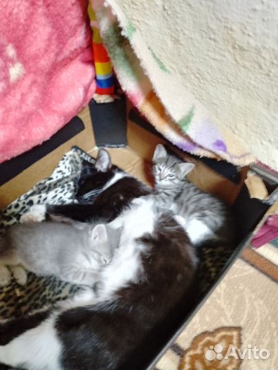 Котята отдам бесплатно