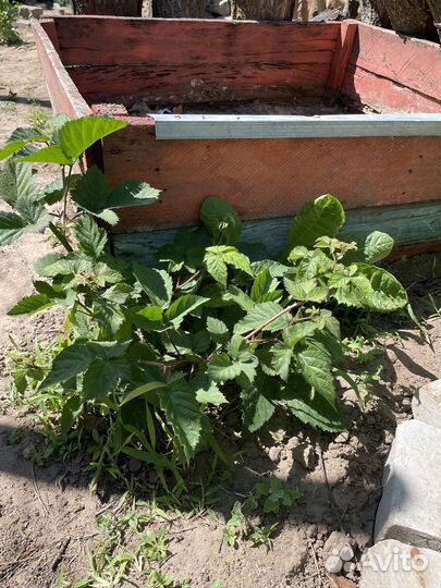 Ежемалина. Саженцы