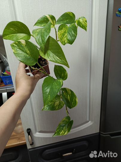 Монстера обликва и филодендрон