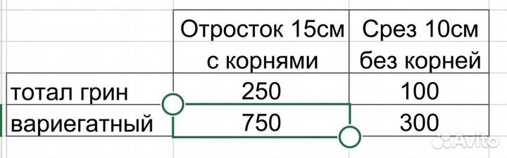 Суккулент редкий Крестовник Роули