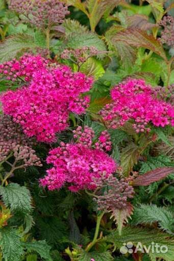 Спиреи, лилейники