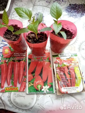 Рассада острого перца