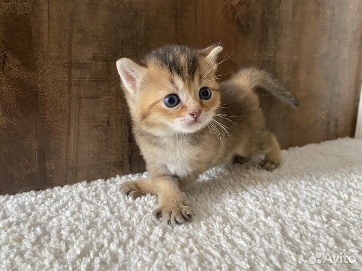 Британские котята золотая шиншилла