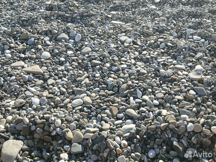 Галька черноморская