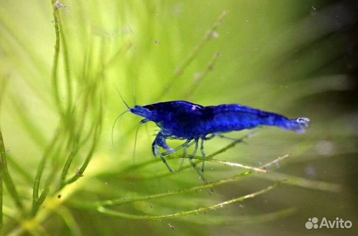 Креветки аквариумные Блю Дрим. Черная сакура