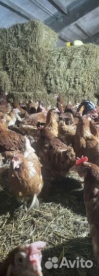 Куры петухи домашние