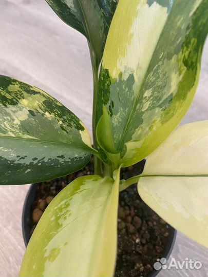 Аглаонема тайская suvarnabhumi