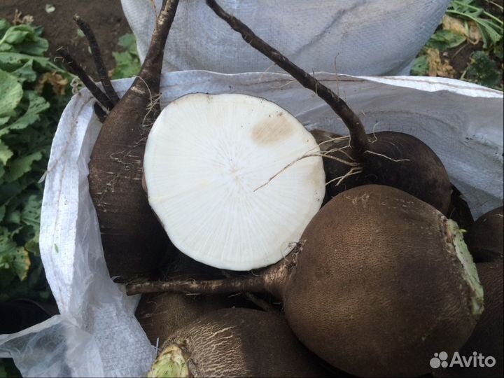 Свекла столовая, редька, тыква, капуста 2023