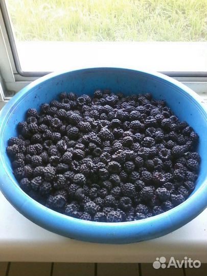 Саженцы черной малины