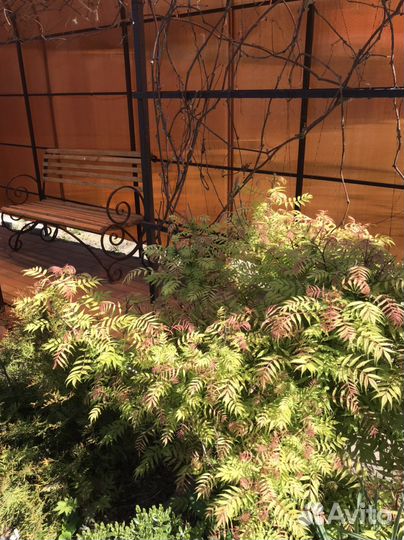 Рябинник Сэм, девичий виноград