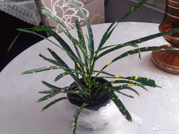 Кротон узколистный Укорененный отросток