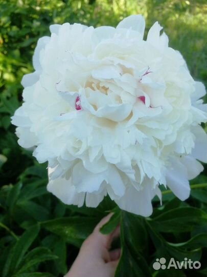 Пионы саженцы