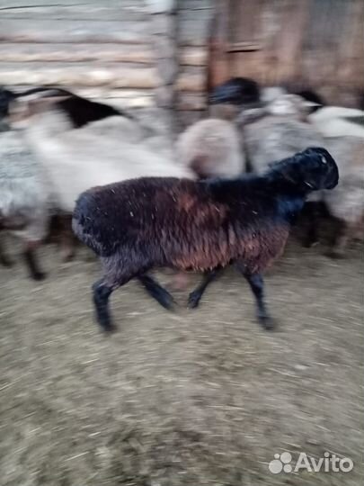 Бараны гиссарские