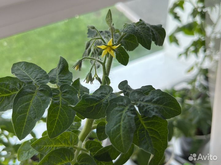 Томаты в горшке