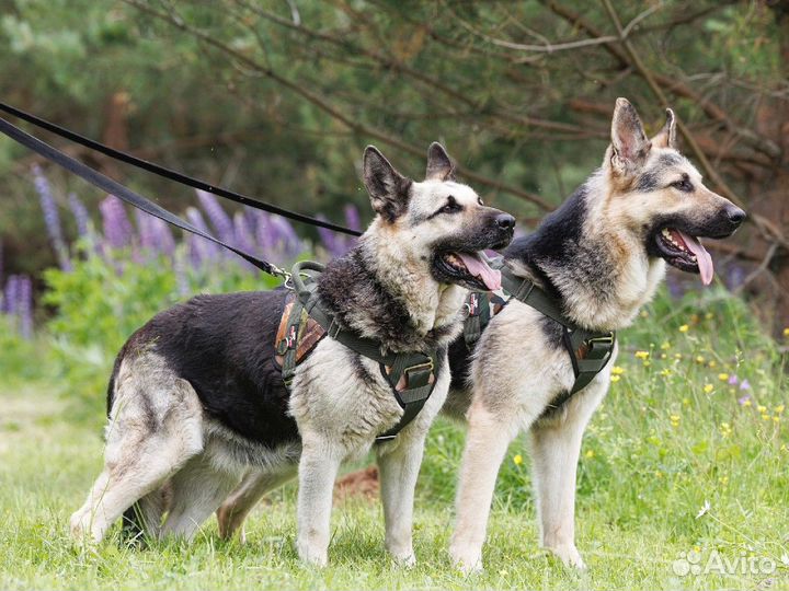 Шлейка анатомическая для собак