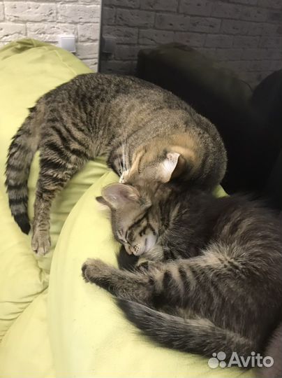 Котенок 2,5 месяца в добрые руки