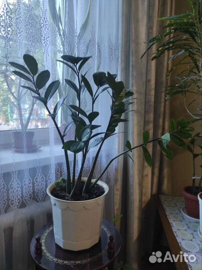 Замиокулькас