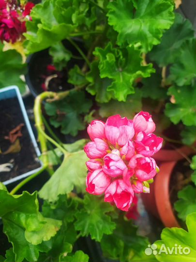 Комнатные цветы герань