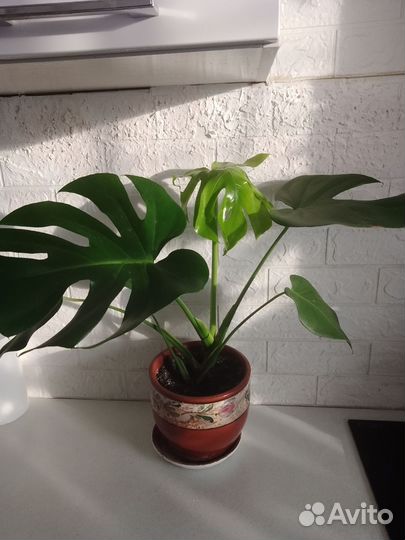 Цветок монстера