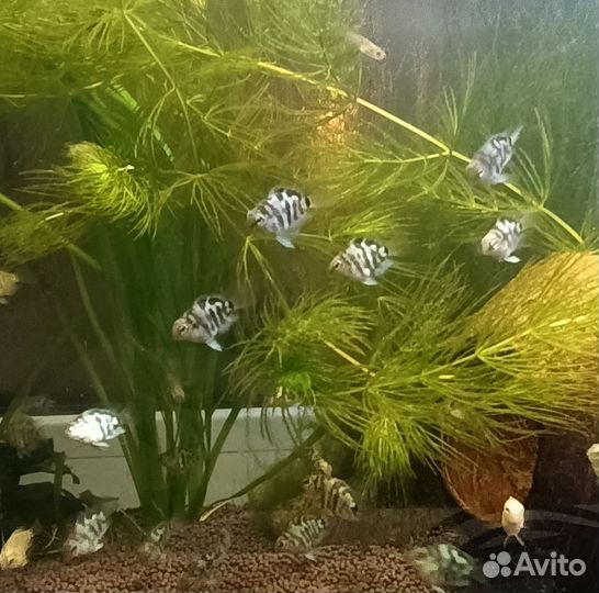 Сапфировые и платиновые мини попугайчики