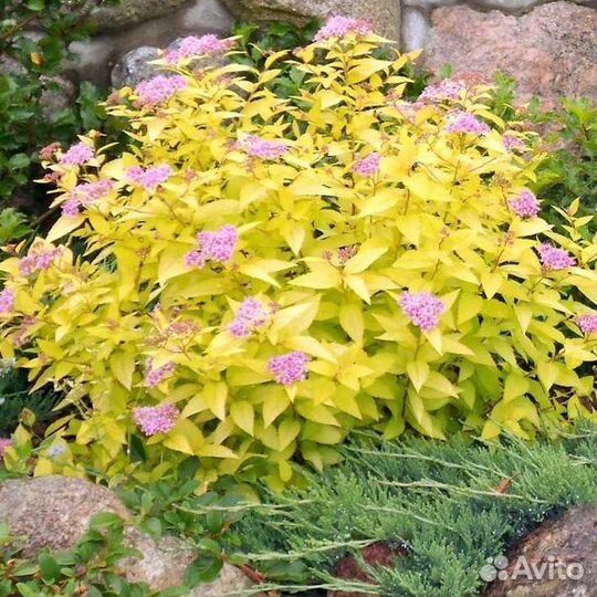 Многолетние цветы для сада